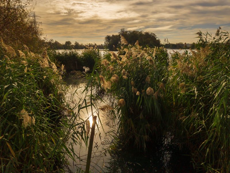 Walthamstow Marshes